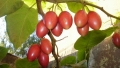 Tomates de rbol rico en fibra, vitaminas y minerales