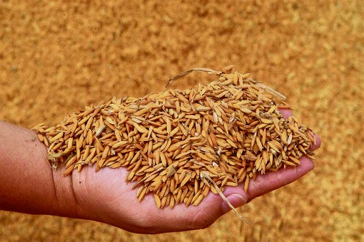 productores rechazan subsidio al arroz.