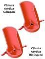 Vlvula artica bicspide [C. cardiovasculares]