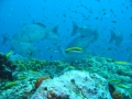 Alucinante mundo submarino de los Roques