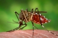 Chikungunya, el virus que mantiene alerta al pas