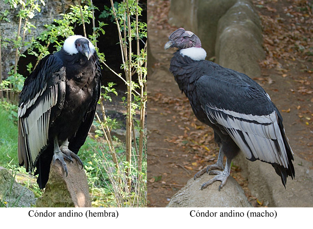 Cndor andino (hembra y macho)