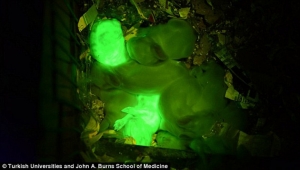 Los conejos clonados brillan en la oscuridad. Los conejos clonados brillan en la oscuridad.