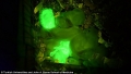 Cientficos clonan conejos que brillan en la oscuridad 