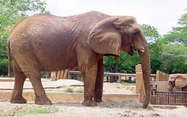 EL elefante es uno de los muchos animales que se encuentran en el zoolgico.