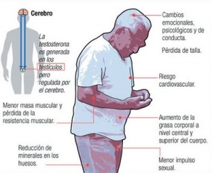 La andropausia es un proceso natural e irreversible no sujeto de prevención o cura. La andropausia es un proceso natural e irreversible no sujeto de prevención o cura.