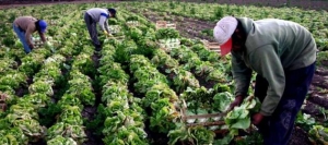 Crearn sistema de distribucin de hortalizas en 2014 Entre los proyectos que se esperan.