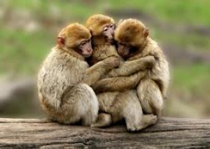 Tres son multitud?
