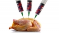 Pollo industriales perjudiciales para la salud humana segn experto