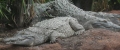 El cocodrilo del Orinoco (Crocodylus intermedius)