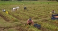 Establecen nuevos porcentajes para la cartera de crditos agraria obligatoria
