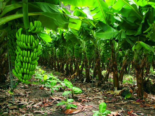 Siembra de Platanos