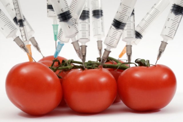 Son diversas las opiniones en el mundo cientfico sobre los beneficios o consecuencias del consumo de alimento transgnicos.