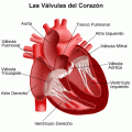 Prolapso de la vlvula mitral [C. cardiovasculares]
