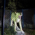 Zoolgico artificial de la india