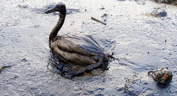 Pájaro afectado - Exxon Valdez, 1989 Pájaro afectado - Exxon Valdez, 1989