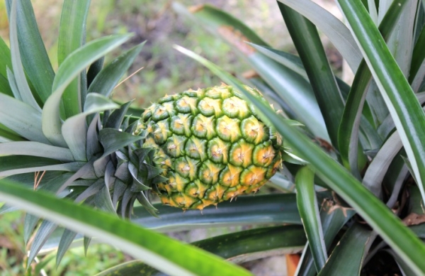 Pia, bromelina, cncer, prevencion del cancer, remedio contra el cancer, combatir el cancer, concha de pia, hojas de la pia
