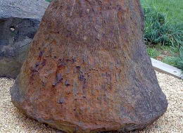 he aqu el tronco de un arbol de hace 380 millones de aos