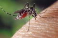 Preocupacin por Aumento del Dengue
