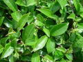 T Verde: sus propiedades y beneficios