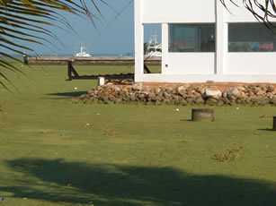 Lemna sp, lenteja verde, pescadores, Pdvsa, Defensora del Pueblo del Zulia, Ministerio del Ambiente, alcaldas, gobernacin del Zulia, lago coquivacoa, Maracaibo, puerto de aguas profundas, pesca artesenal, camarones, cangrejos, lisas, especies en peligro, turismo, republica del Zulia