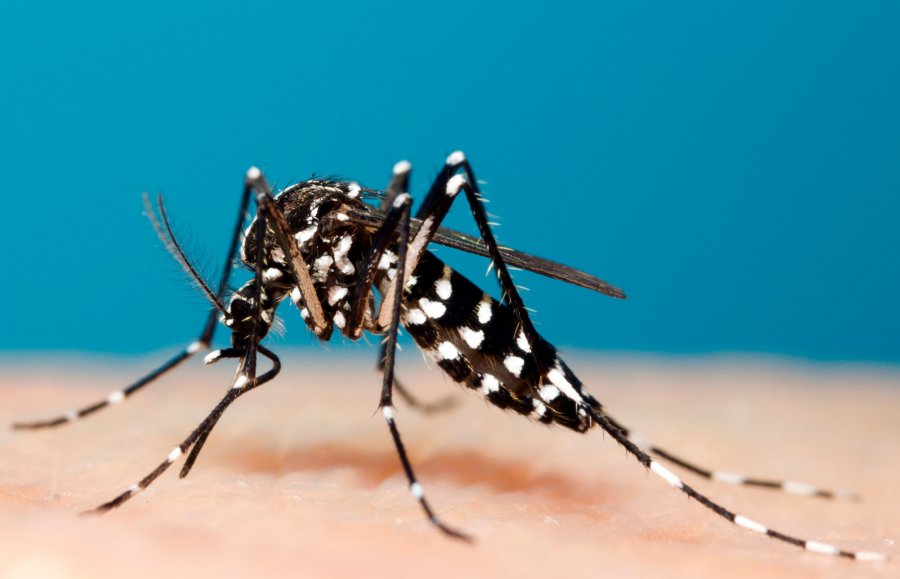 Mosquito Aedes aegypti, causante de la fiebre Chikungunya y del Dengue Mosquito Aedes aegypti, causante de la fiebre Chikungunya y del Dengue
