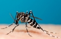 Brote epidmico de la fiebre Chikungunya