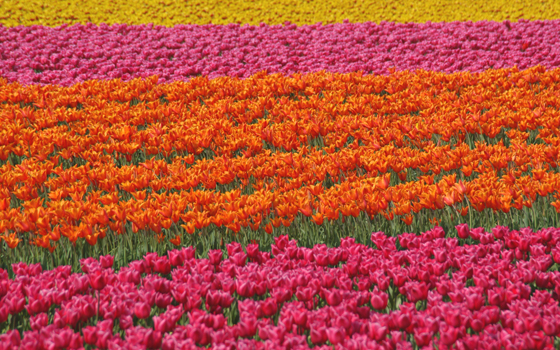 Becas en Holanda, Becas en los paises bajos
