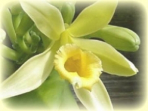 Flor de la vainilla
