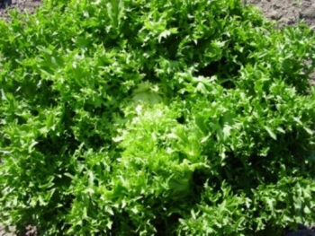 Achicoria, amarga y muy saludable