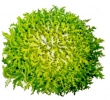 Achicoria