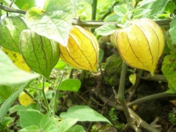 Planta de aguaymanto