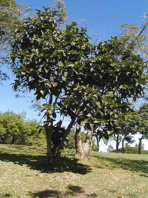 rbol de noni