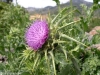 Cardo
