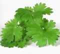 Propiedades y Beneficios del Cilantro