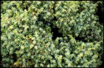 Flores del enebro