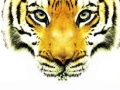 Horscopo Chino: El ao del Tigre