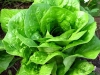 Lechuga