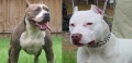 Prohibida propiedad y tenencia de perros Pitt-Bull en Venezuela 