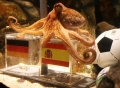 Muere el pulpo Paul en el acuario Sea Life de Oberhausen