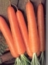 Zanahoria