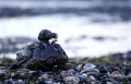 Desastre Ecolgico en el Golfo de Mxico