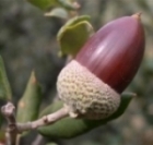Bellota