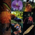 Especies de la Tierra tendrn su espacio en Internet