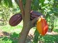 Chocolate para combatir hipertensin y disfuncin erctil