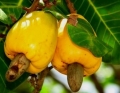 Beneficios y Propiedades del Caujil