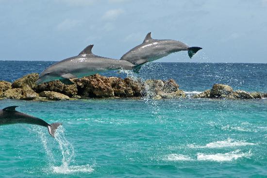 Delfines del acuario de Curazao