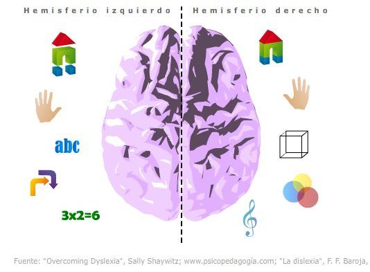 La dislexia se presenta por un dficit en el hemisferio izquierdo del cerebro