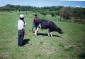 Fegalago: Produccin de carne y leche cae en 40 y 30 por ciento