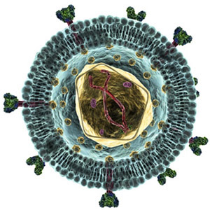 vacuna retroviral, retrovirus, sida, aids, Sndrome de Inmunodeficiencia Adquirida, virus de inmunodeficiencia humana, fundacion Gates, onu-sida, tratamiento antiretroviral altamente activo, HAART, Highly Active Anti-Retroviral Therapy, carga viral, ceropositivo, funcin inmunolgica, problema global